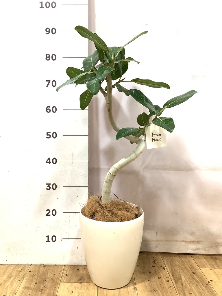 フィカス ベンガレンシス | 観葉植物の通販ならHitoHana