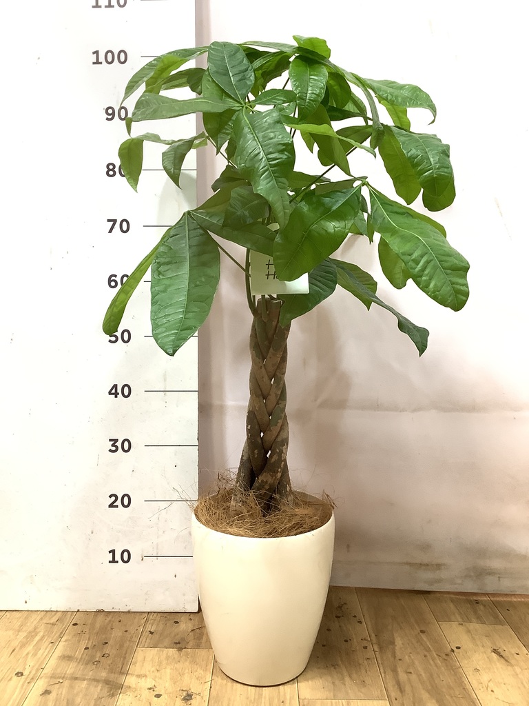 初心者におすすめ 中型観葉植物 | HitoHana（ひとはな）
