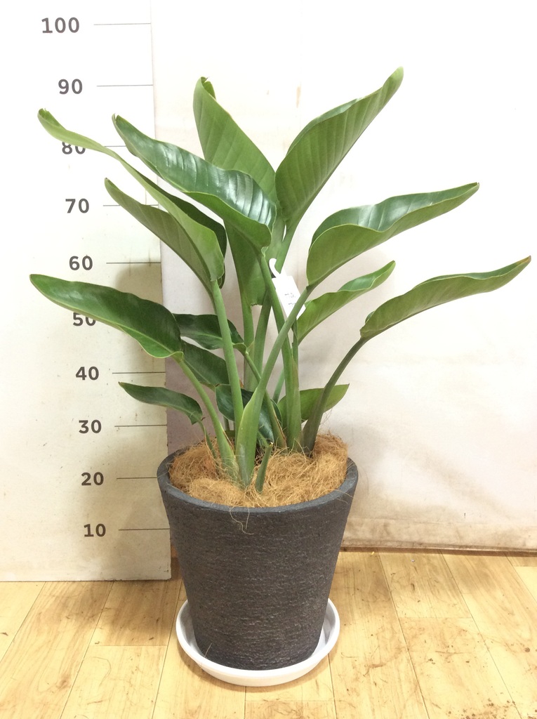 オーガスタ 8号 | 観葉植物の通販ならHitoHana