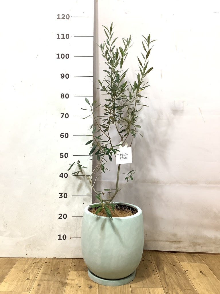 オリーブの木 チプレッシーノ | 観葉植物 | 送料無料でお届け