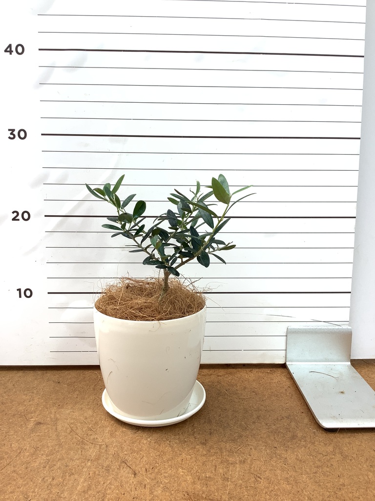 観葉植物 オリーブの木 3号 ルーツ 11 K ブラック 付き | 観葉植物なら