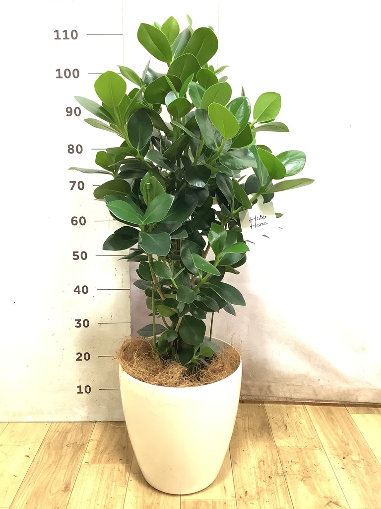 観葉植物 クルシア ロゼア プリンセス 8号 ラスターポット 付き | 観葉