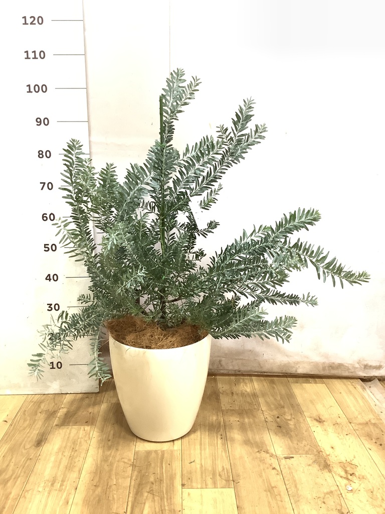 観葉植物 アカシア ブルーブッシュ 8号 Coral Pot (コーラルポット
