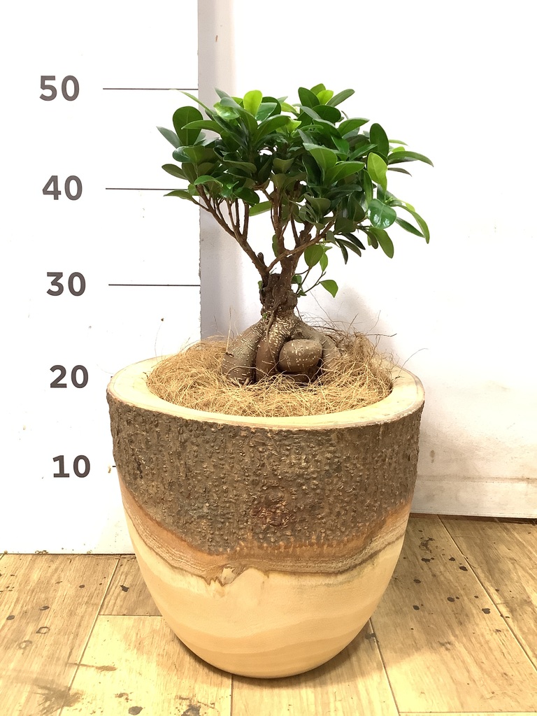 ボールペンアート ガジュマル ガジュマル 6号 | 観葉植物 | インテリアやギフトに - Hitohana（ひと