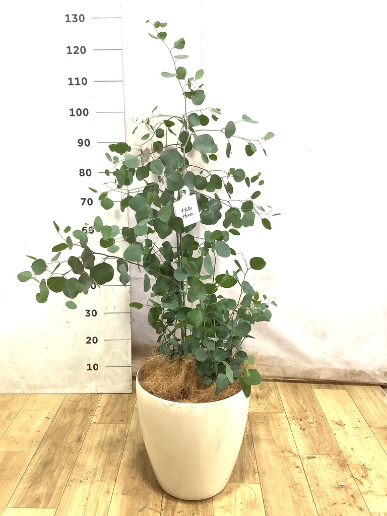 観葉植物 ユーカリ 8号 ポポラス（ポリアンセモス） エディラウンド