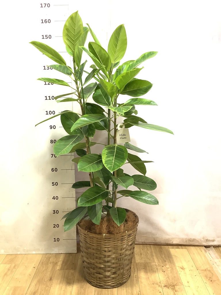 フィカス アルテシーマ 1点もの（現品・現物） | 観葉植物 - HitoHana
