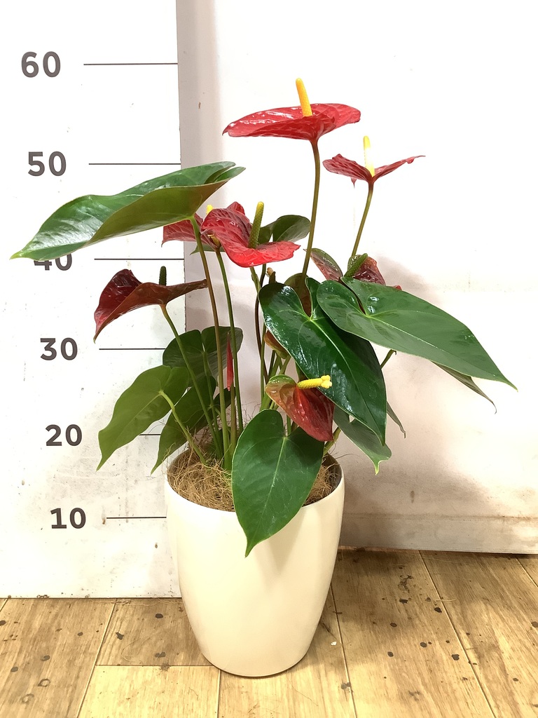 アンスリウム 5号 | 観葉植物 | 送料無料でお届け - Hitohana（ひとはな）