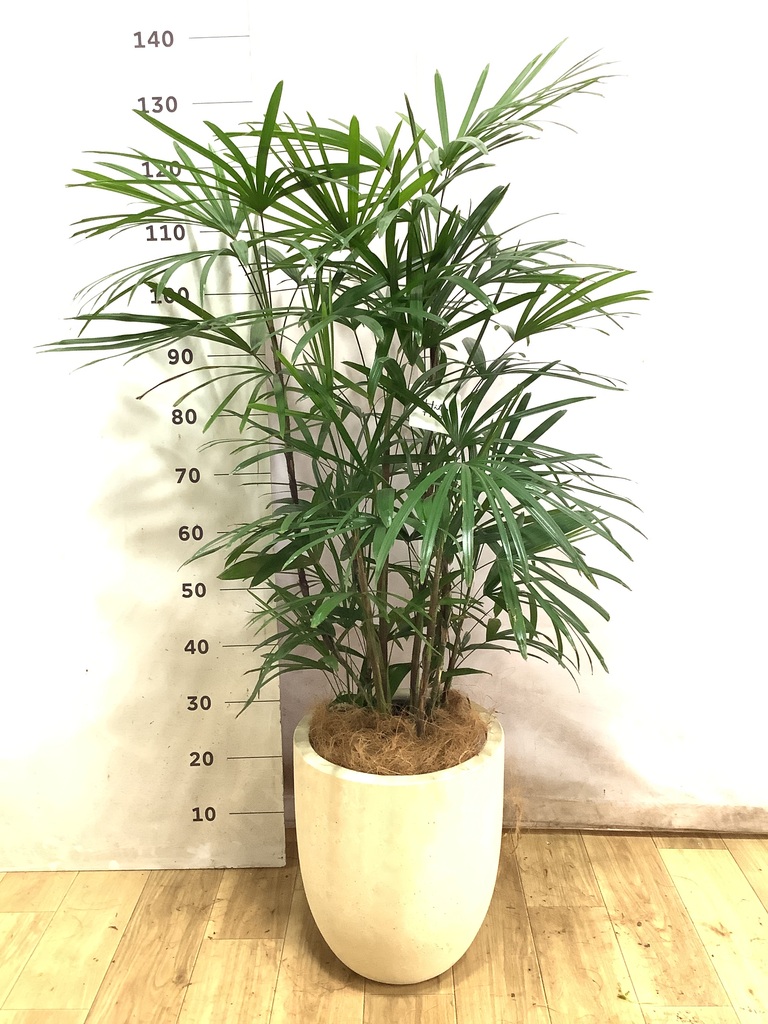 観葉植物 シュロチク（棕櫚竹） 8号 バスク ミドル ホワイト 付き