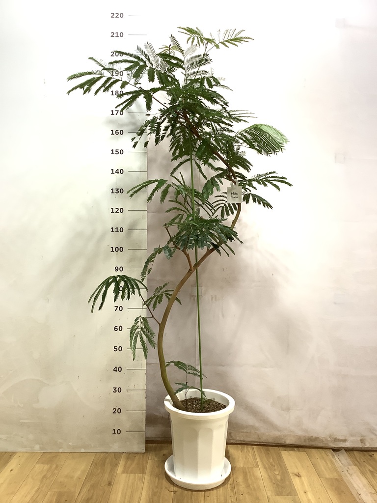エバーフレッシュ⭐️曲がり⭐️観葉植物 エバーフレッシュ 曲がり | 観葉植物通販 Hitohana（ひとはな）