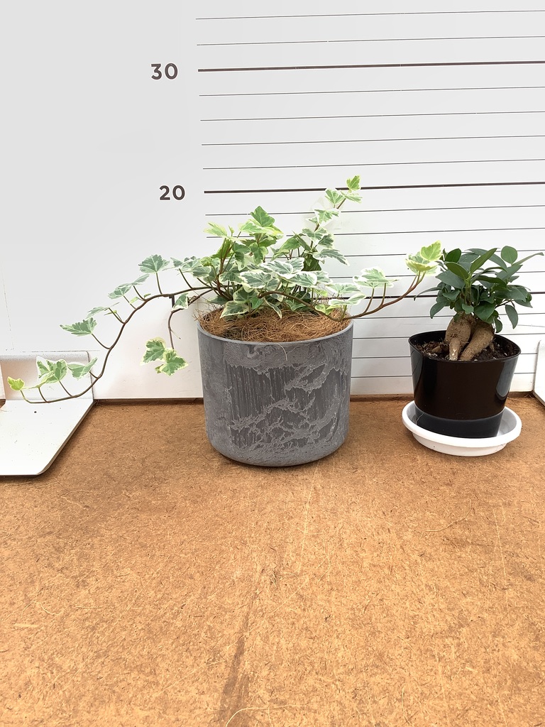観葉植物 初心者にもおすすめお試し2点セット（ガジュマル 3号