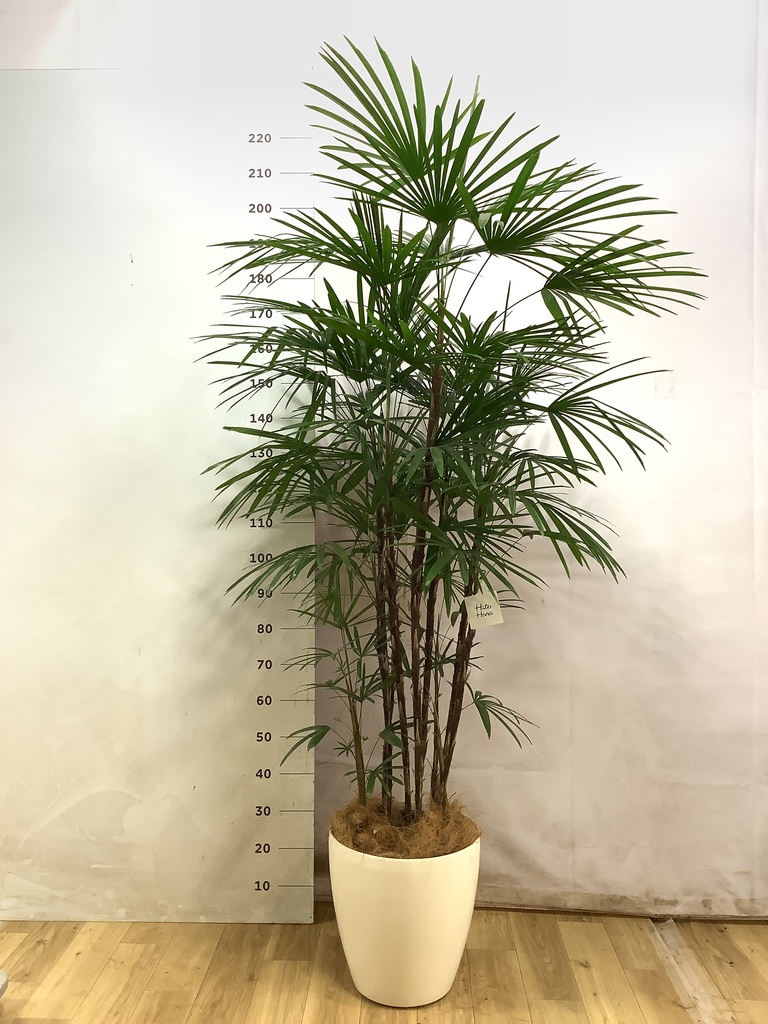 シュロチク（棕櫚竹） | 観葉植物の通販ならHitoHana（ひとはな）