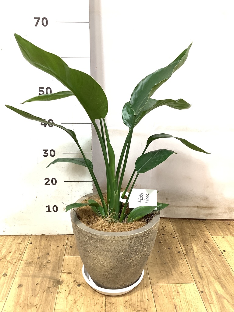 オーガスタ 6号 | 観葉植物の通販ならHitoHana