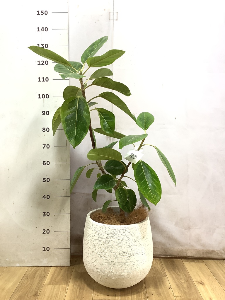 観葉植物 フィカス アルテシーマ 7号 曲り プラスチック鉢 | 観葉植物 観葉植物 フィカス アルテシーマ 7号 曲り プラスチック鉢 | 観葉植物