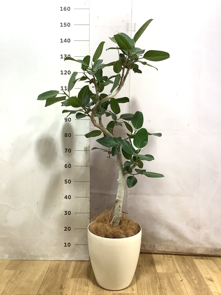 フィカス ベンガレンシス 1点もの（現品・現物） | 観葉植物 | 送料
