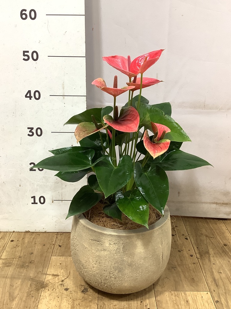 アンスリウム 5号 | 観葉植物 | 送料無料でお届け - Hitohana（ひとはな）