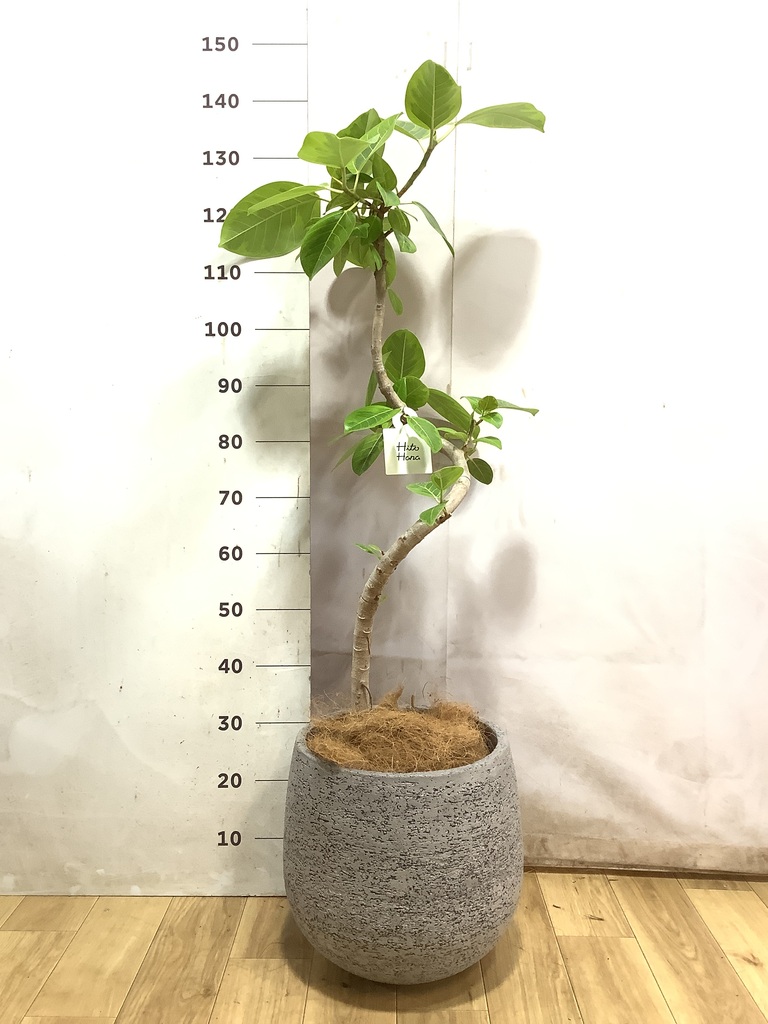 フィカス アルテシーマ 1点もの（現品・現物） | 観葉植物 - HitoHana
