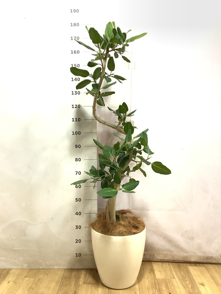 フィカス ベンガレンシス 10号 | 観葉植物通販 Hitohana（ひとはな）