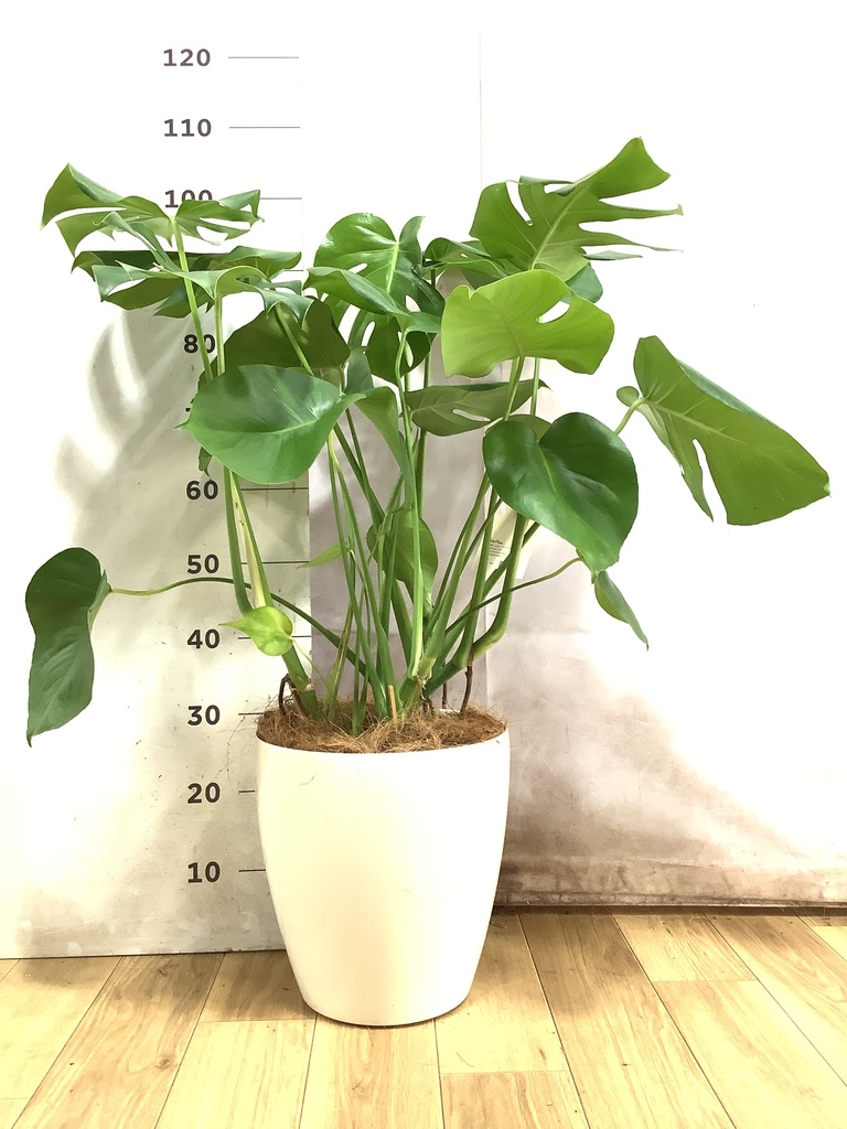 モンステラ 観葉植物　1 モンステラ 1点もの | 観葉植物 | 送料無料でお届け - Hitohana（ひと