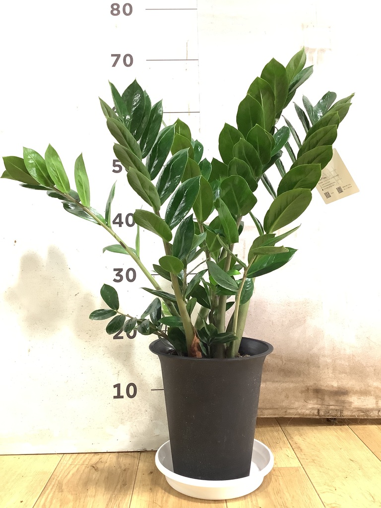 ザミオクルカス | 観葉植物の通販ならHitoHana（ひとはな）