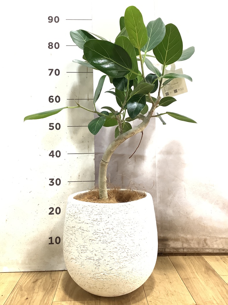 フィカス ベンガレンシス 曲がり | 観葉植物の通販ならHitoHana