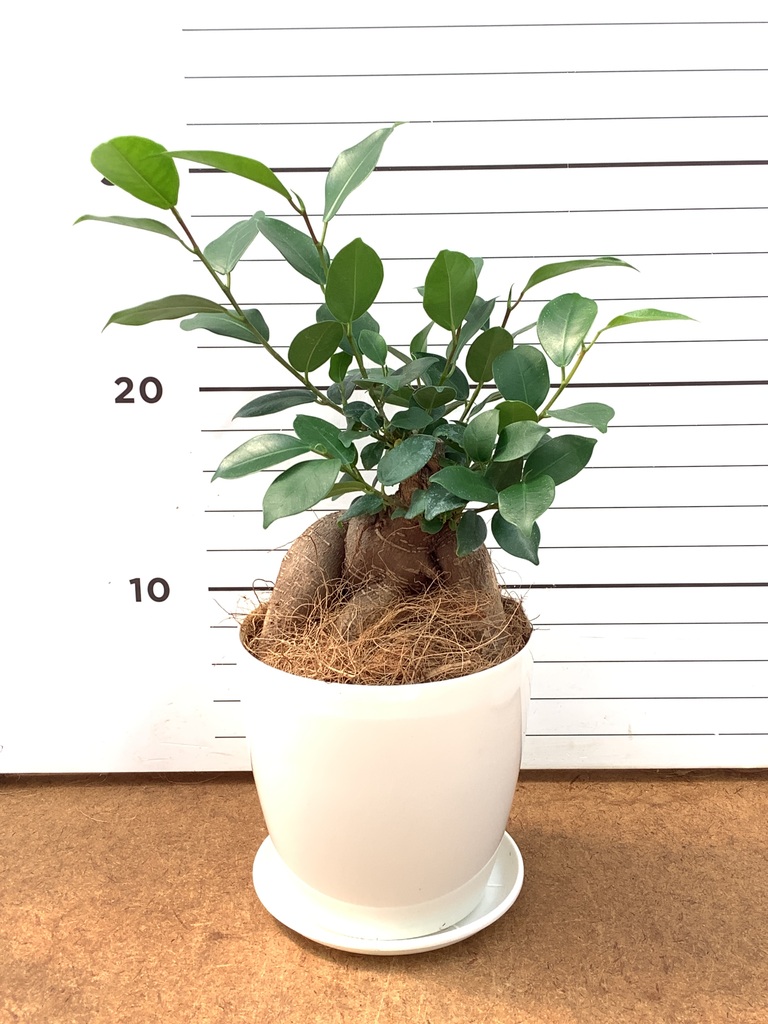 ガジュマル | 観葉植物通販 HitoHana（ひとはな）