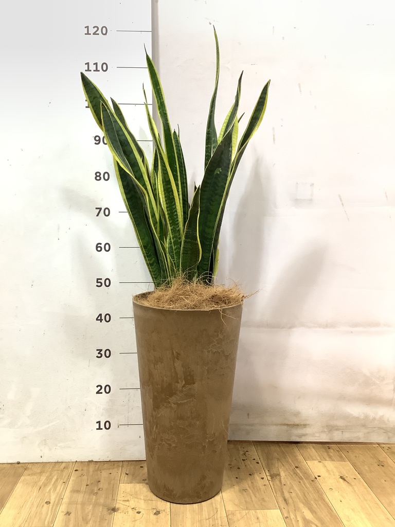 サンスベリア 8号 | 観葉植物 | インテリアやギフトに - Hitohana