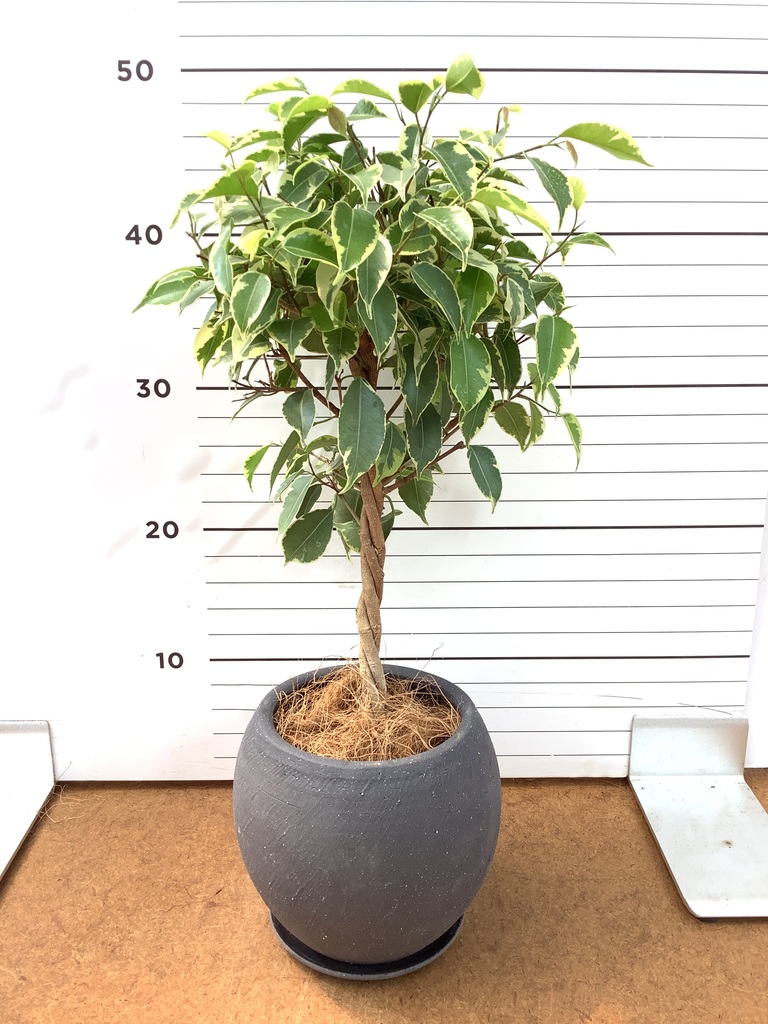 フィカス ベンジャミン | 観葉植物の通販ならHitoHana