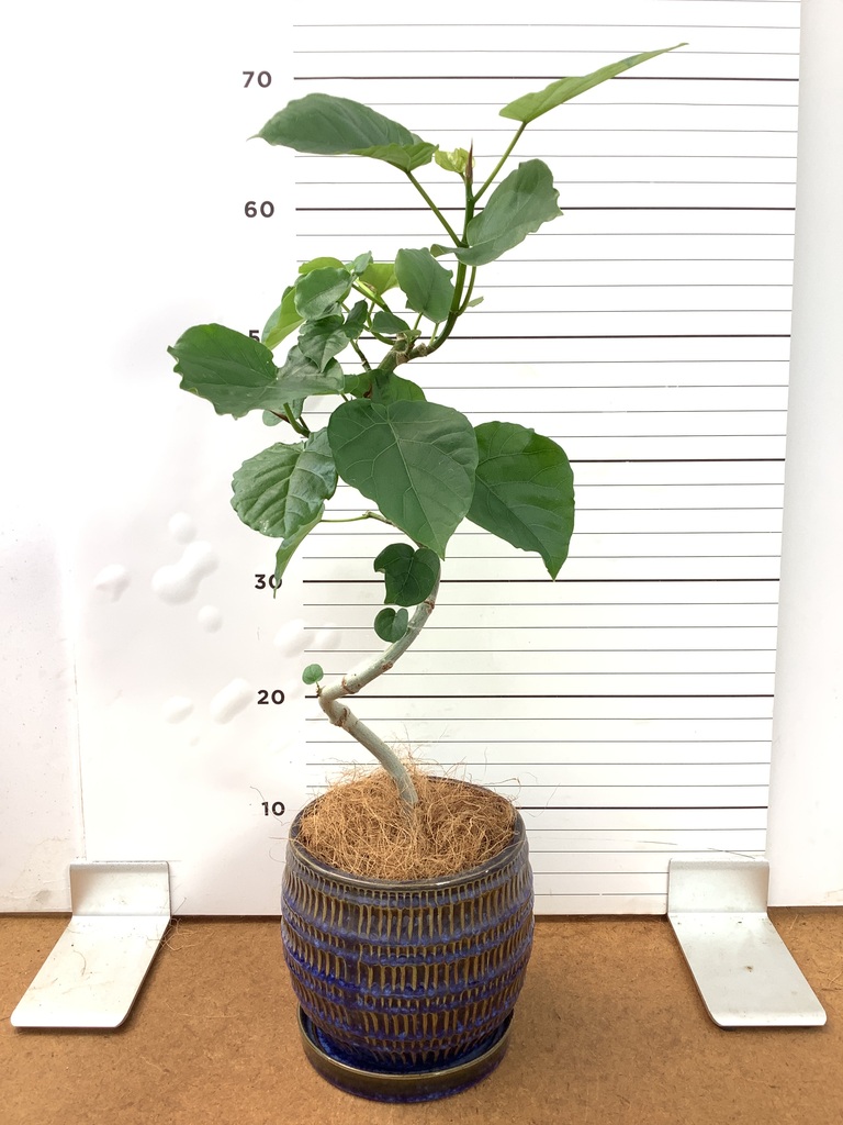 ウンベラータ 4号 | 観葉植物の通販ならHitoHana（ひとはな）