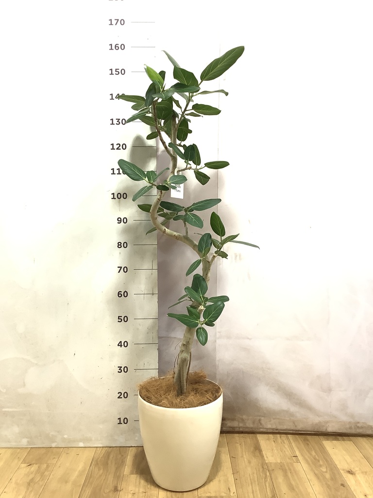 フィカス ベンガレンシス | 観葉植物の通販ならHitoHana