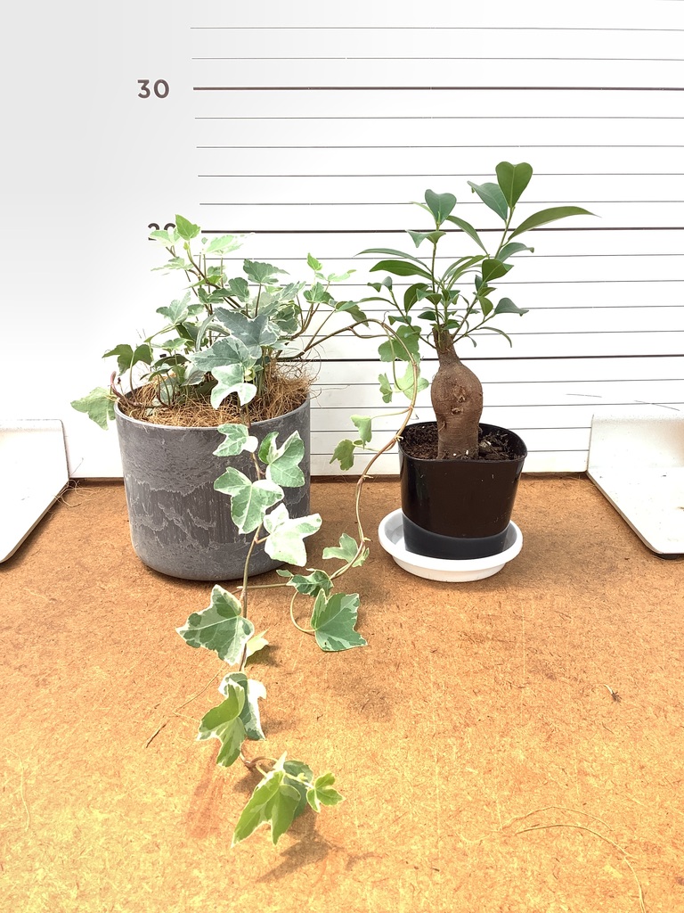 観葉植物 初心者にもおすすめお試し2点セット（ガジュマル 3号