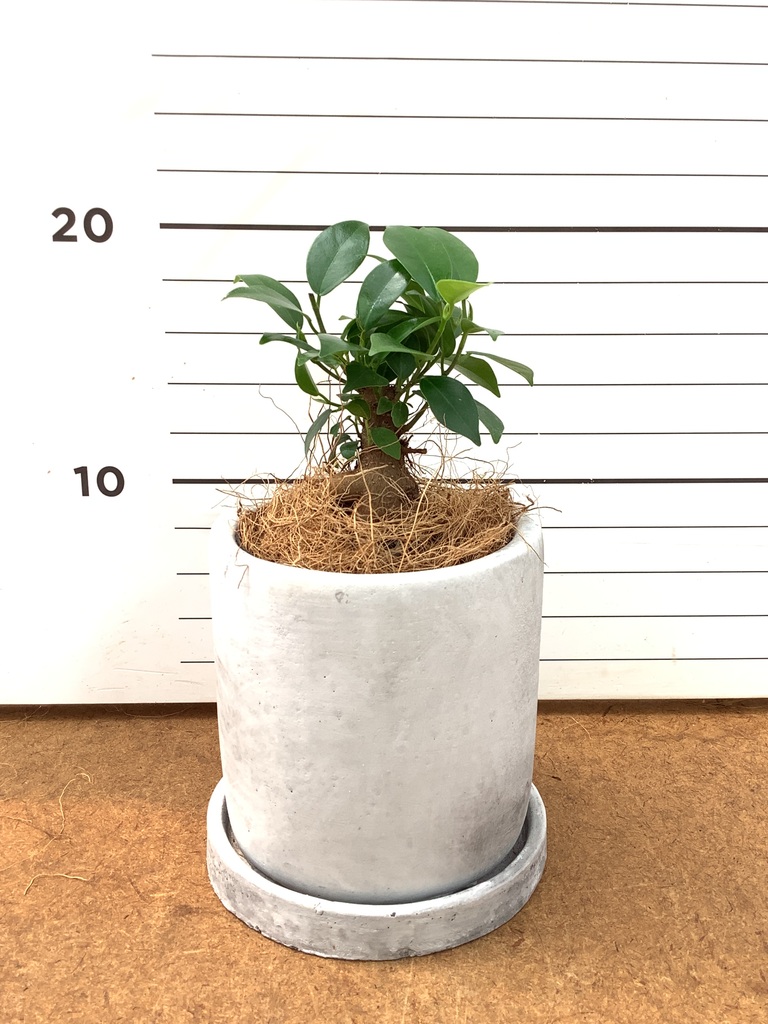 ガジュマル | 観葉植物通販 HitoHana（ひとはな）