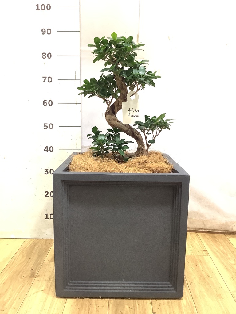 パンダ ガジュマル | 観葉植物通販HitoHana(ひとはな)