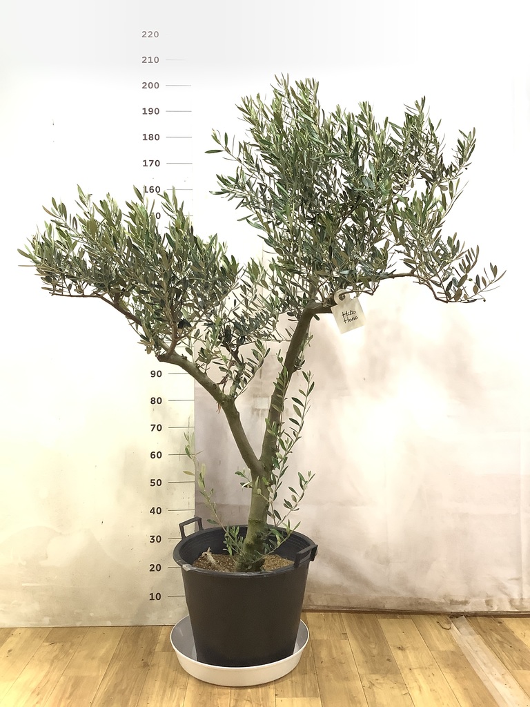 オリーブの木 ミッション | 観葉植物 | 送料無料でお届け - Hitohana