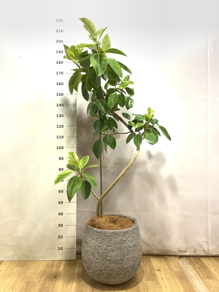 フィカス アルテシーマ 1点もの（現品・現物） | 観葉植物 - HitoHana