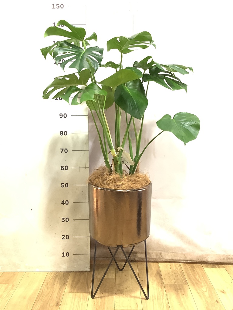 モンステラ 観葉植物　1 モンステラ 1点もの | 観葉植物 | 送料無料でお届け - Hitohana（ひと