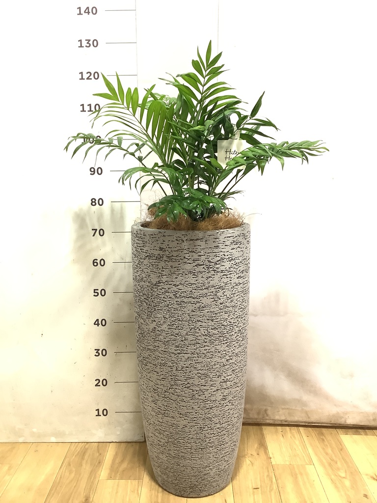 観葉植物 テーブルヤシ 7号 ベータ キューブプランター ウッド 茶 付き
