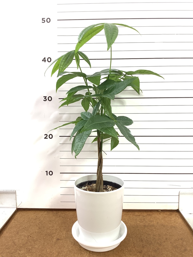 パキラ 4号 | 観葉植物通販 Hitohana（ひとはな）