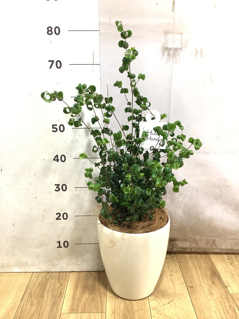 フィカス ベンジャミン バロック | 観葉植物ならHitoHana（ひとはな）