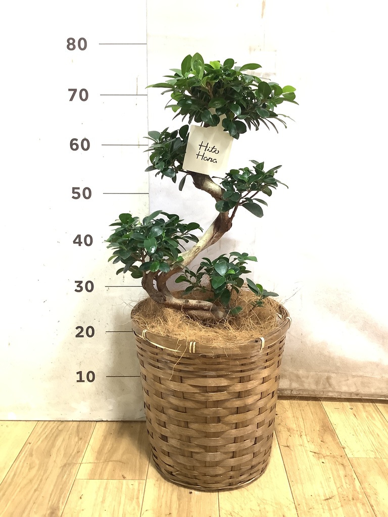 パンダ ガジュマル | 観葉植物通販HitoHana(ひとはな)