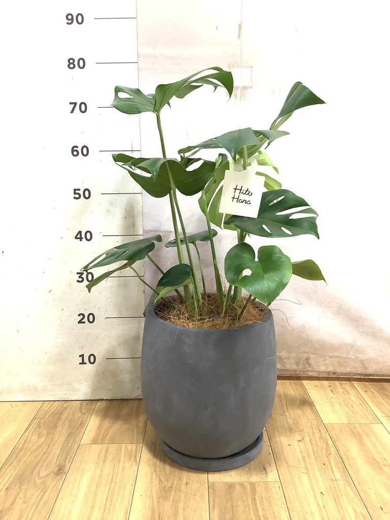 モンステラ 6号 | 観葉植物 | インテリアやギフトに - Hitohana（ひと
