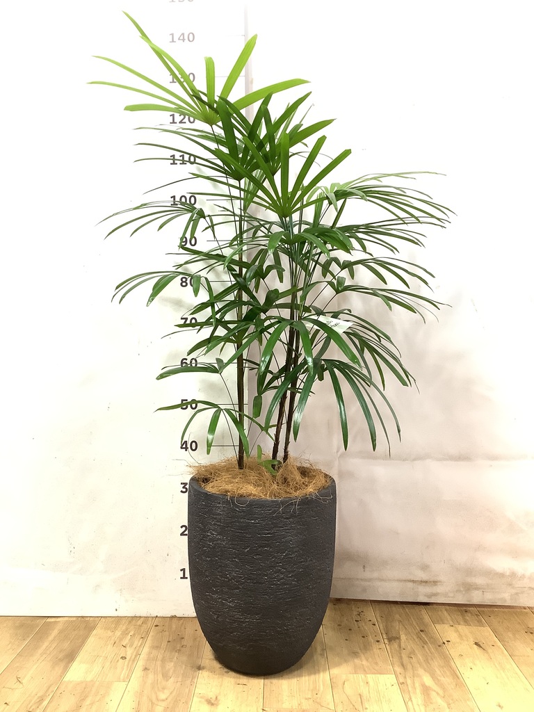 観葉植物 シュロチク（棕櫚竹） 8号 テラアストラ カペラキュビ 赤茶色