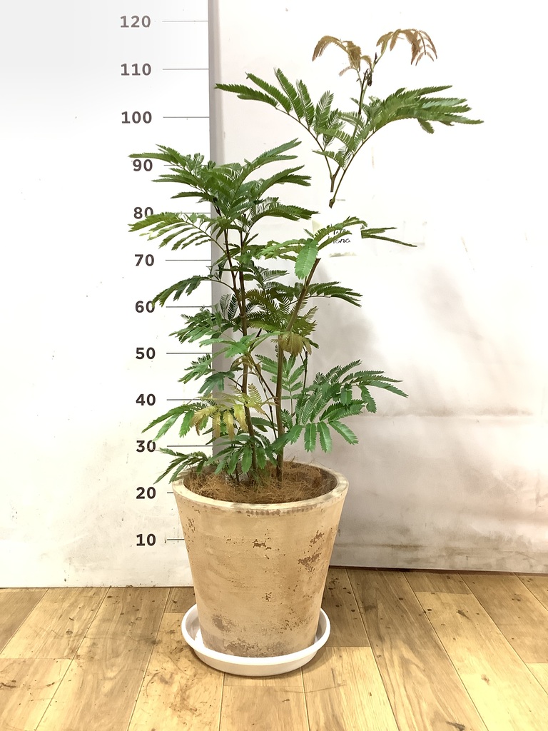 エバーフレッシュ 7号 | 観葉植物の通販ならHitoHana（ひとはな）