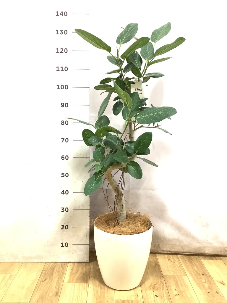 フィカス ベンガレンシス 曲がり | 観葉植物の通販ならHitoHana