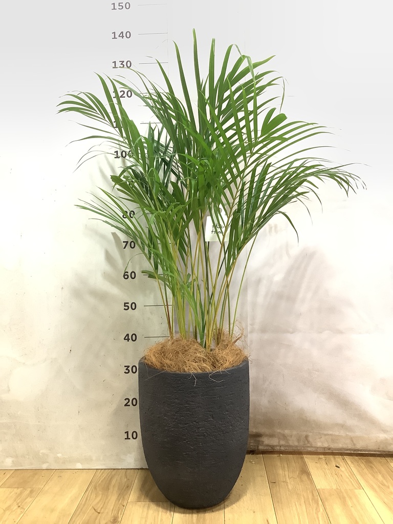 アレカヤシ 8号 | 観葉植物 | インテリアやギフトに - Hitohana（ひと