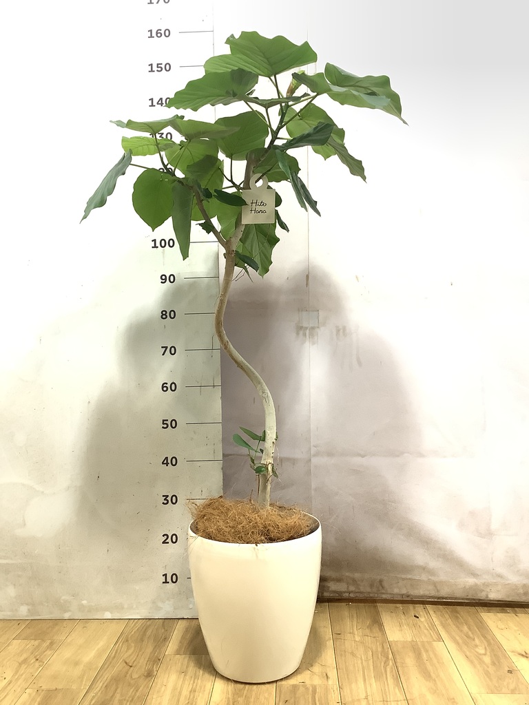 ウンベラータ 8号 | 観葉植物の通販ならHitoHana（ひとはな）
