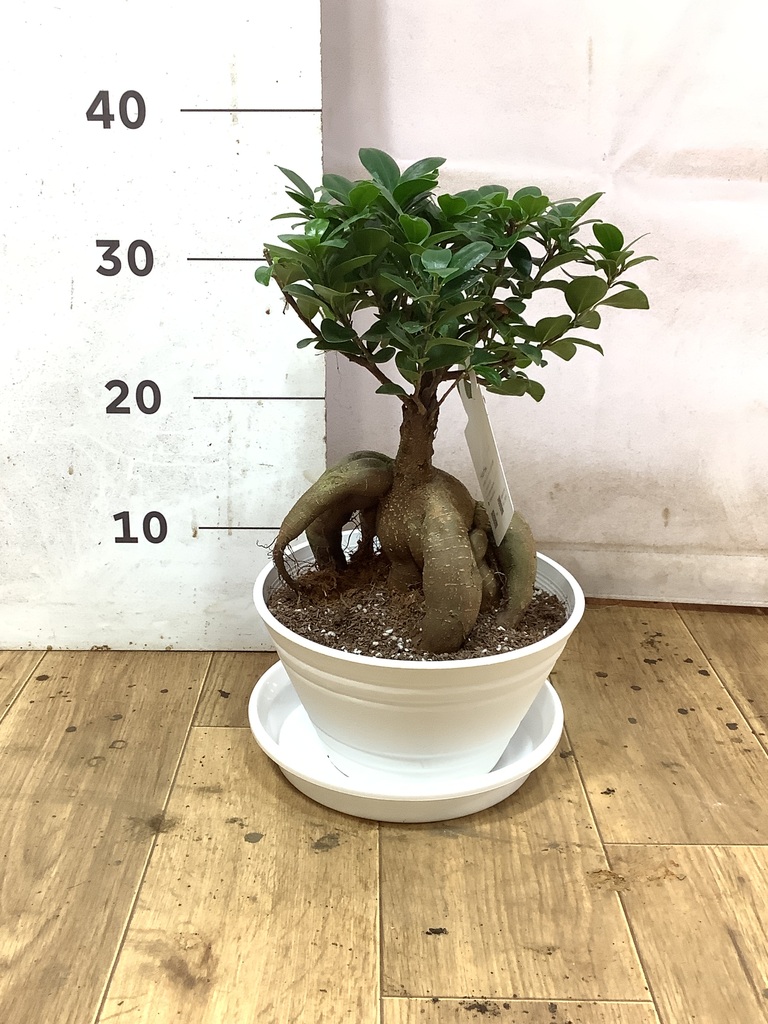 ガジュマル 7号 | 観葉植物通販HitoHana(ひとはな)