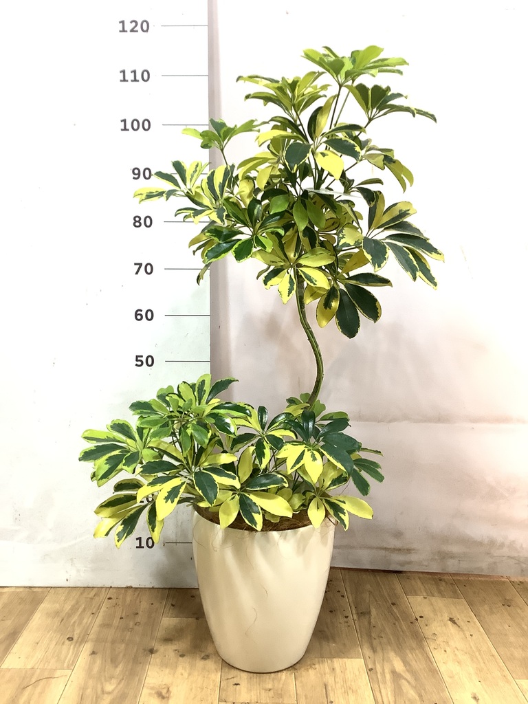 シェフレラ・カポック 60cm程 です シェフレラ（カポック） 7号 | 観葉植物の通販ならHitoHana（ひとはな）
