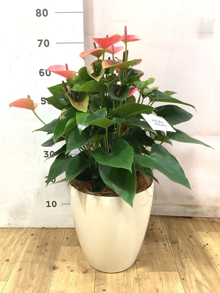 アンスリウム 7号 | 観葉植物の通販ならHitoHana（ひとはな）