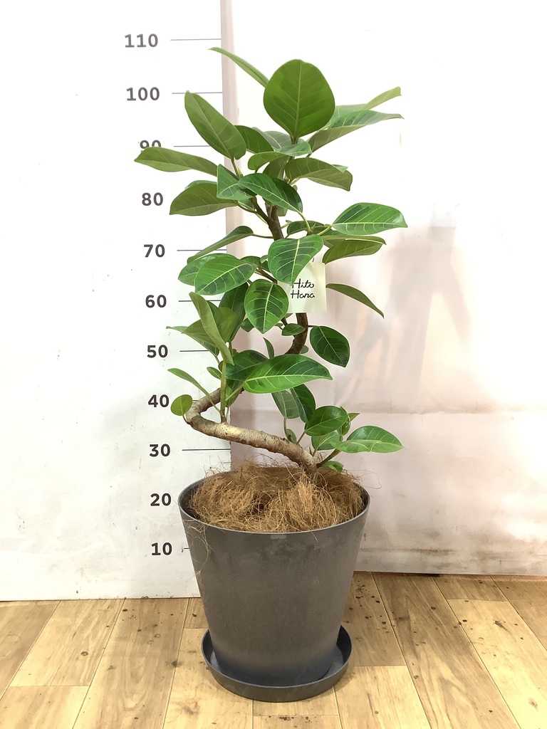 フィカス アルテシーマ | 観葉植物通販 HitoHana
