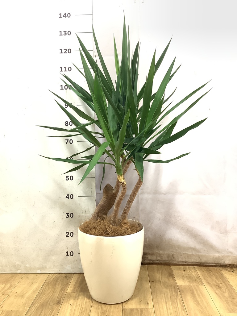 観葉植物 ユッカ 8号 曲り サブリナ 白 付き | 観葉植物ならHitoHana